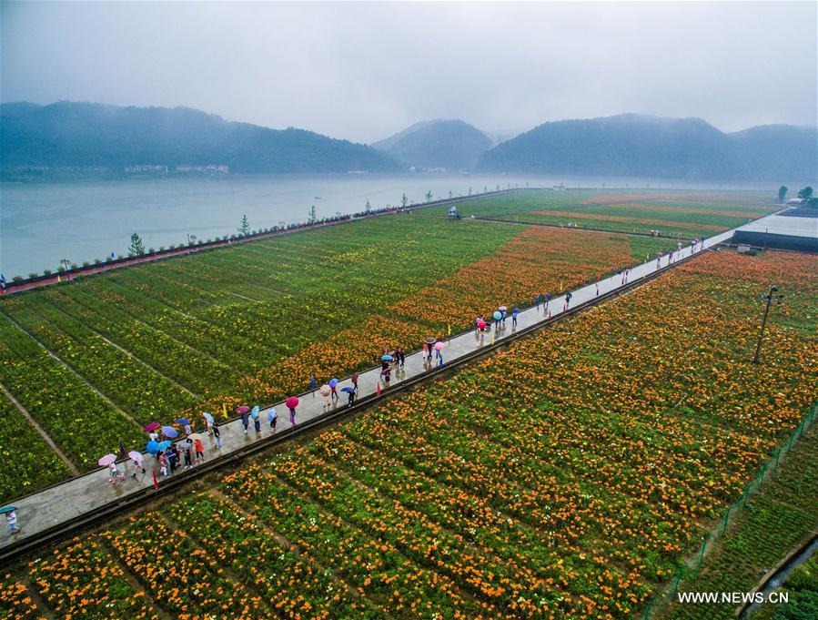 Chine : champs de lis au Zhejiang