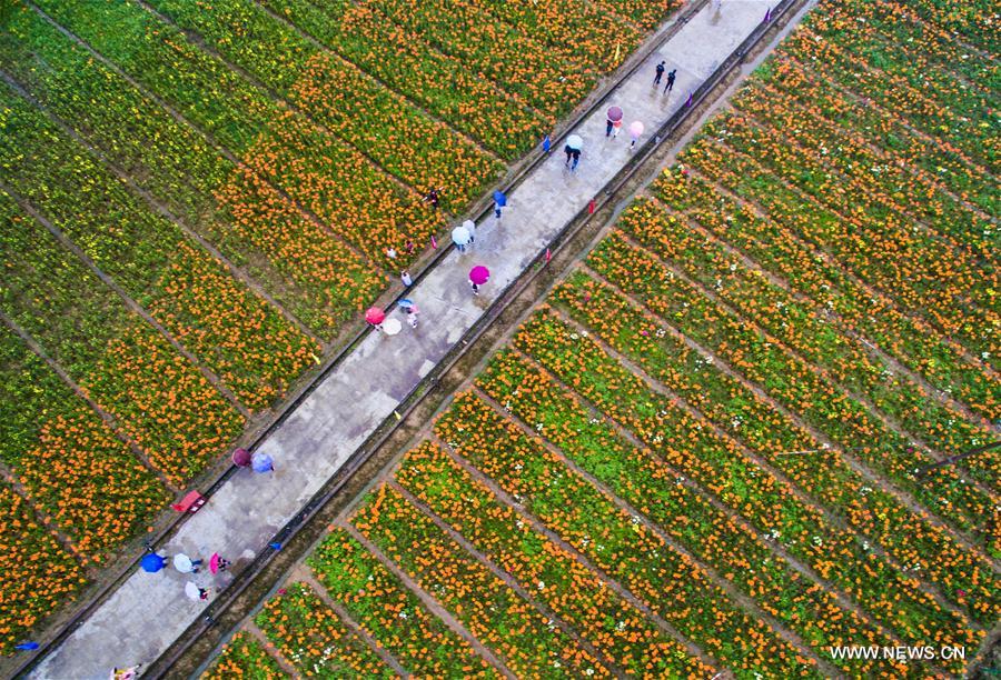 Chine : champs de lis au Zhejiang