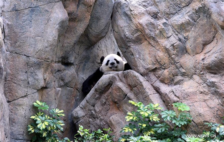 Pandas géants dans le parc à Hong Kong