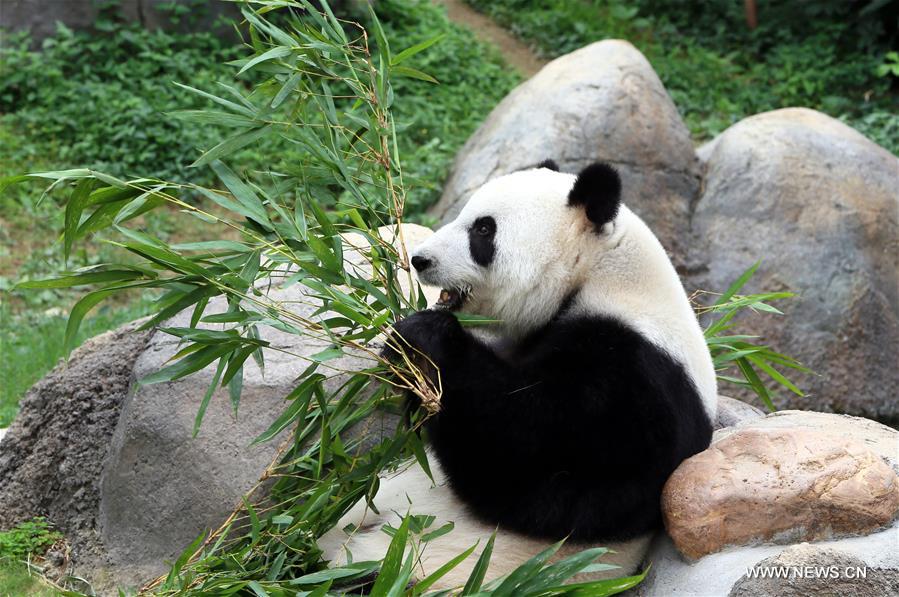 Pandas géants dans le parc à Hong Kong 