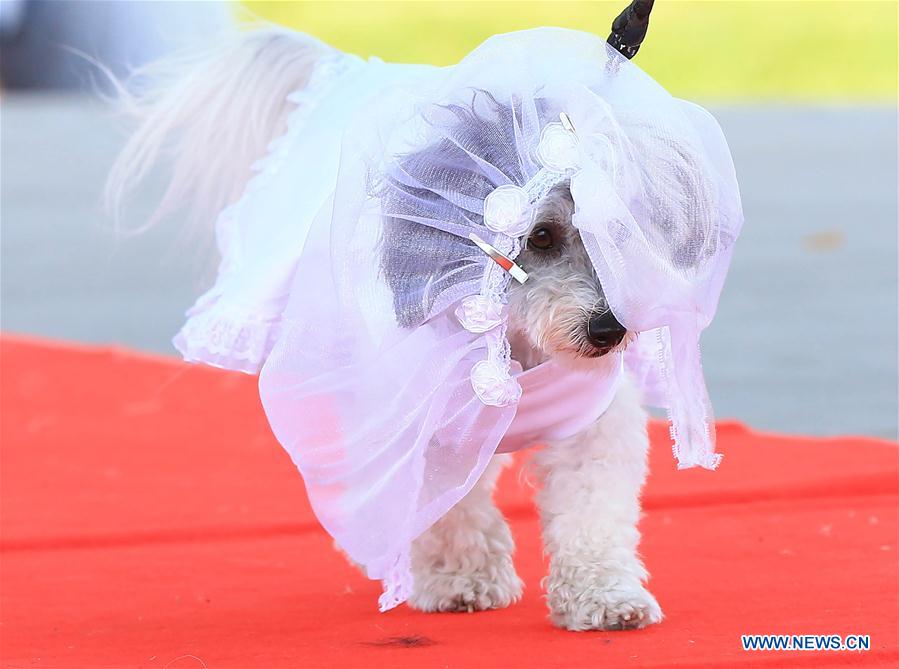 Le défilé de mode animal de l'Woofstock 2016