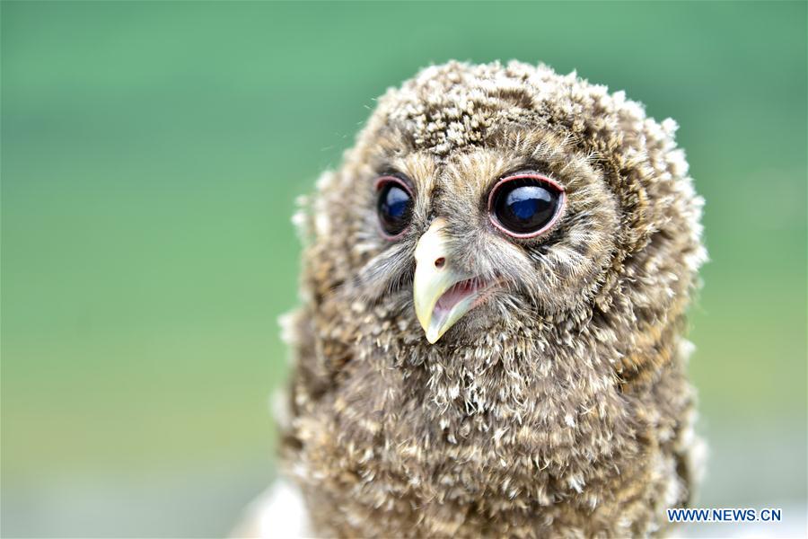 Un jeune hibou vu au site touristique de Shiziguan, situé dans le district de Xuan'en, au Hubei (centre de la Chine), le 29 mai 2016. (Xinhua)