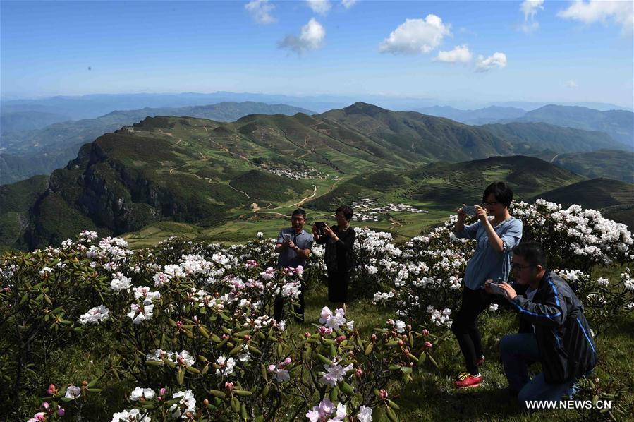 Azalées des Alpes dans le sud-ouest de la Chine 