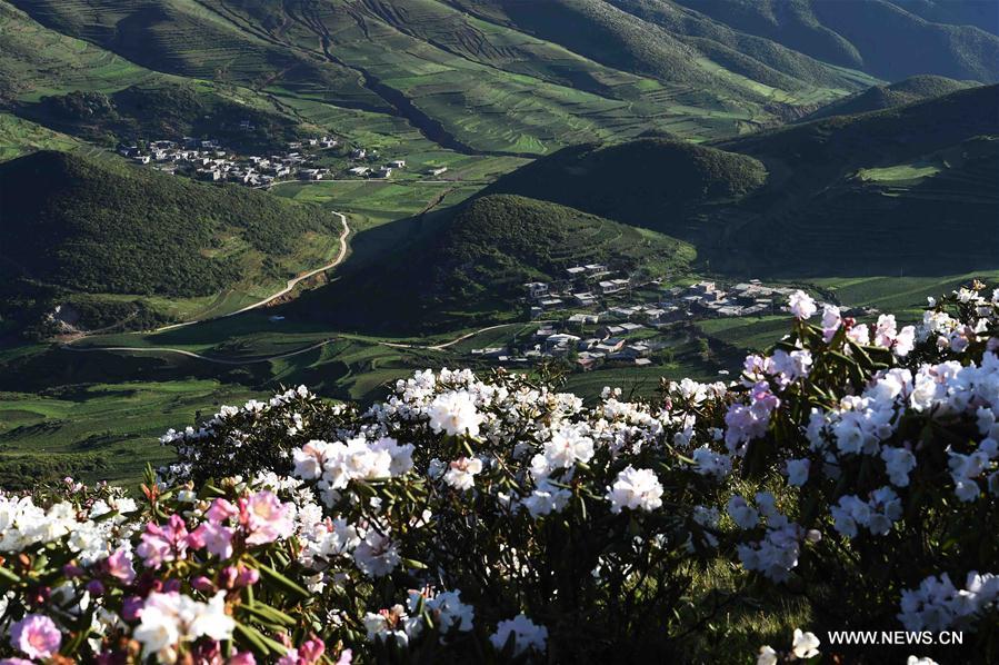 Azalées des Alpes dans le sud-ouest de la Chine 