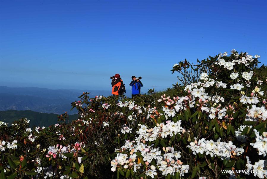 Azalées des Alpes dans le sud-ouest de la Chine 