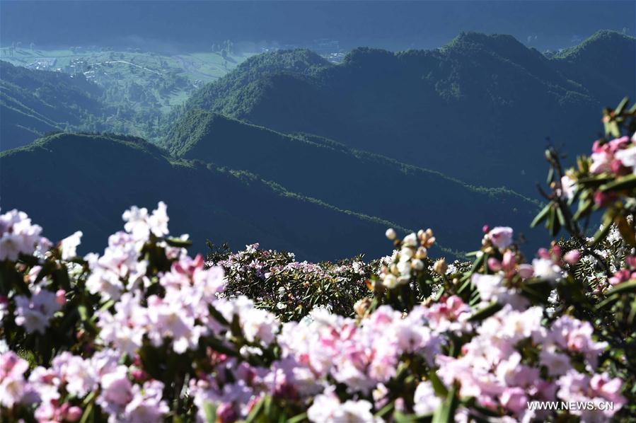 Azalées des Alpes dans le sud-ouest de la Chine 