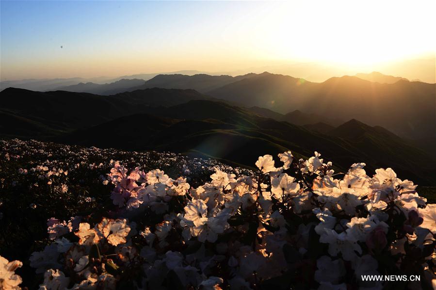 Azalées des Alpes dans le sud-ouest de la Chine 