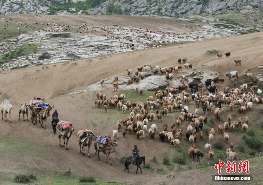 Grande transhumance d'un million de ttes de btail dans la rgion d'Altay
