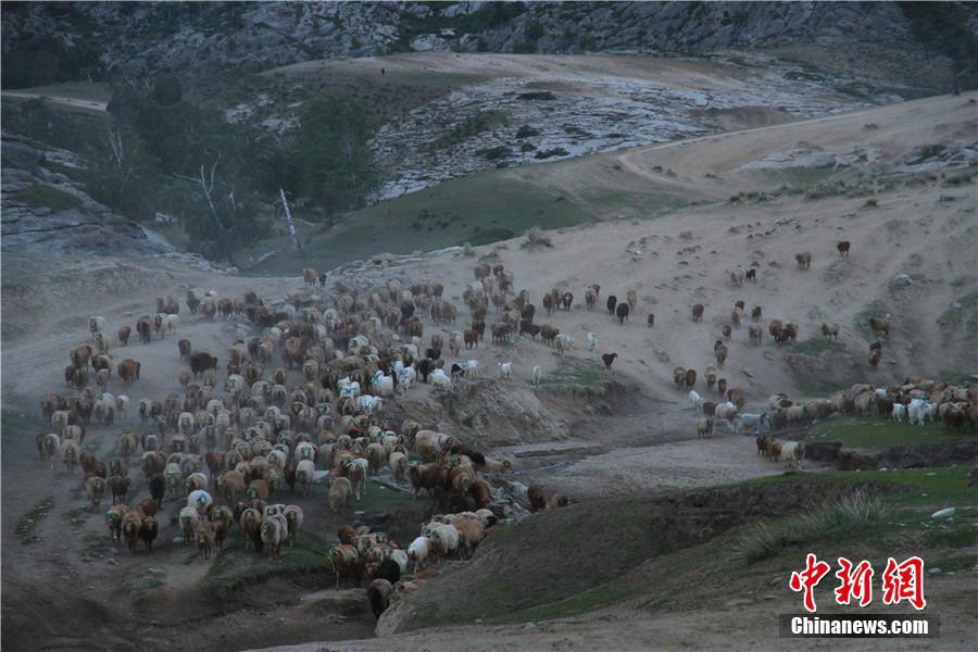 Grande transhumance d'un million de ttes de btail dans la rgion d'Altay