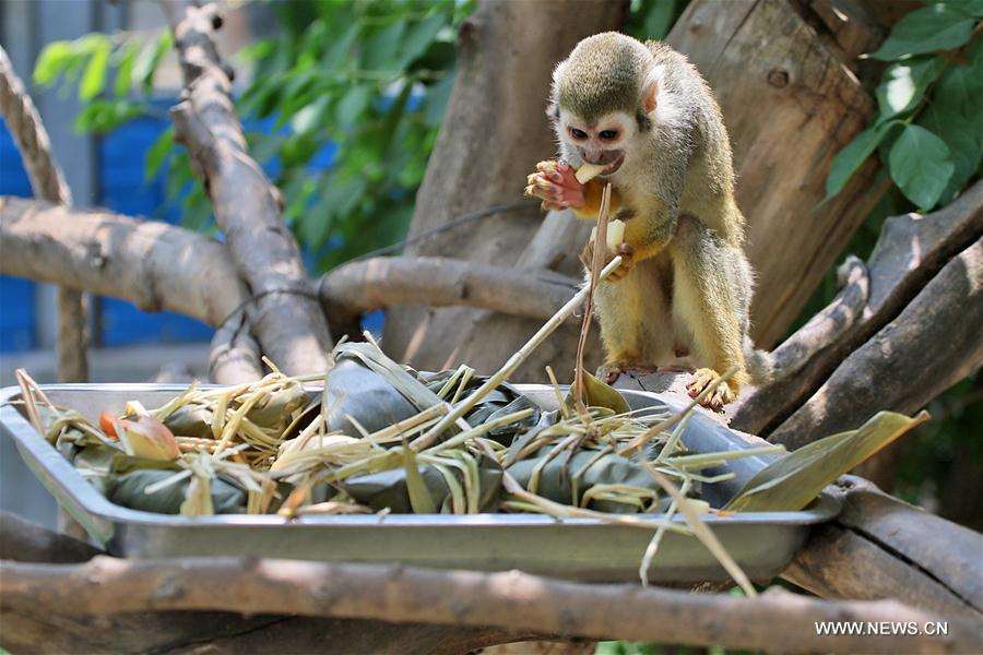 Chine : des animaux mangent des zongzis dans un zoo au Shandong 