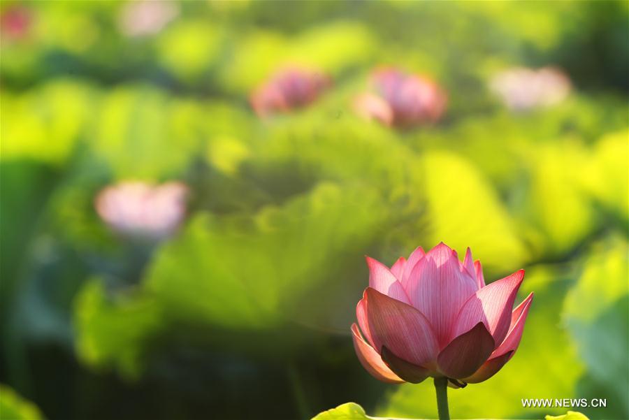 Lotus au solstice d'été en Chine