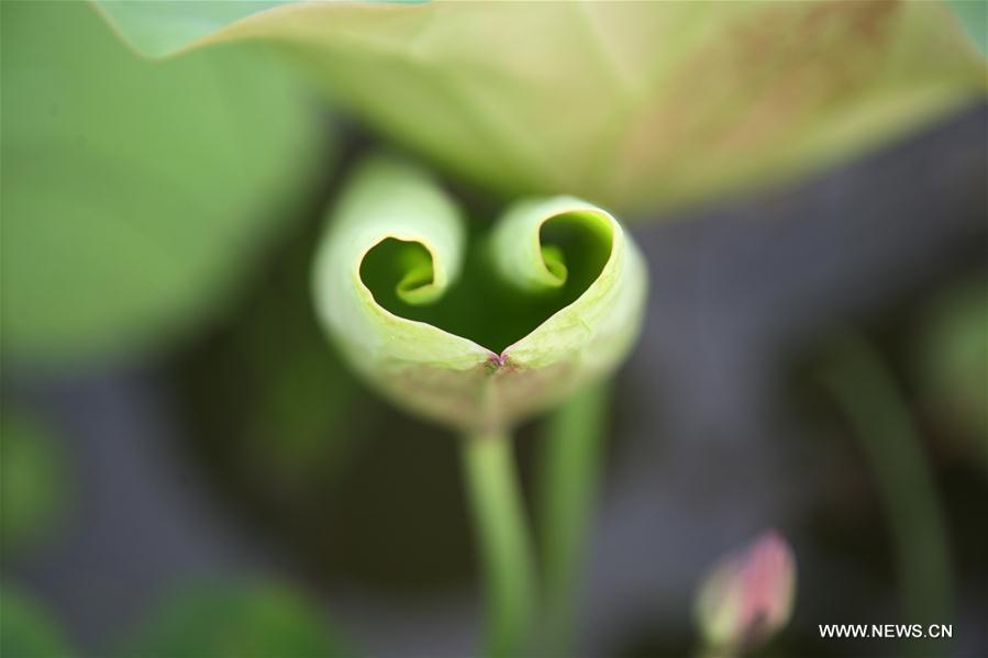 Lotus au solstice d'été en Chine