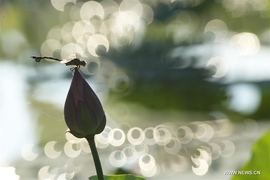 Lotus au solstice d'été en Chine