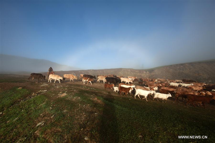 Les bergers tranfèrent le bétail dans les pâturages d'été au Xinjiang