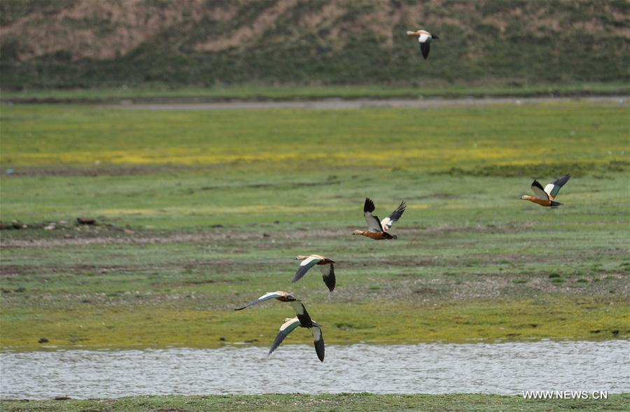 Oiseaux migrateurs dans le sud-ouest de la Chine