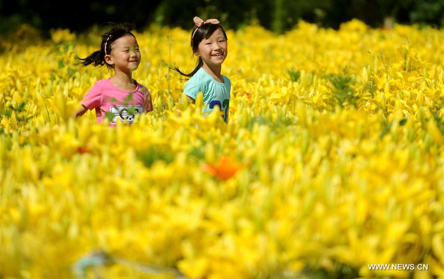 Lys en fleurs dans un parc de Shenyang