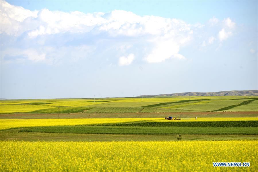 Chine : champ de colza en Mongolie intérieure