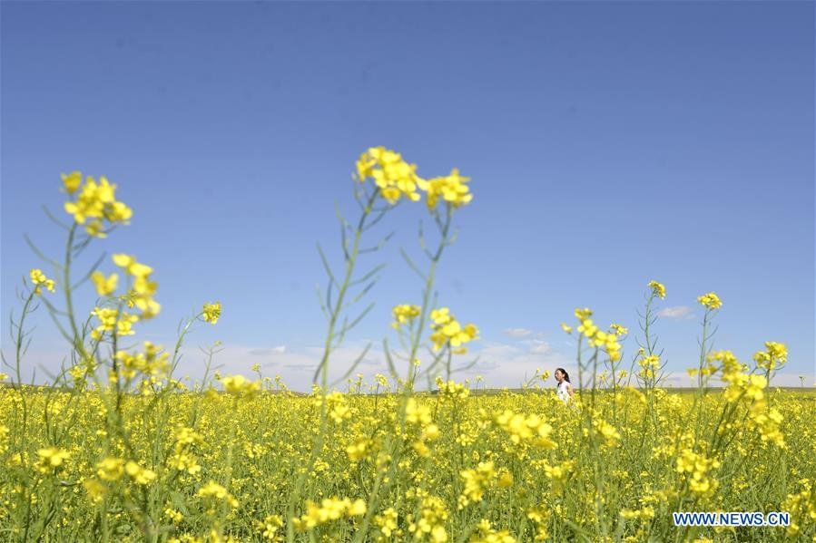 Chine : champ de colza en Mongolie intérieure