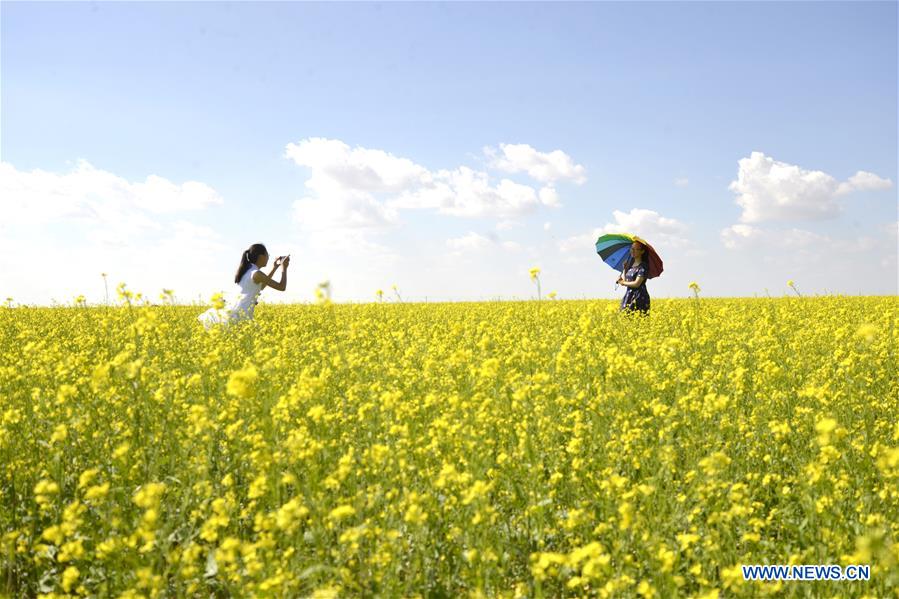 Chine : champ de colza en Mongolie intérieure