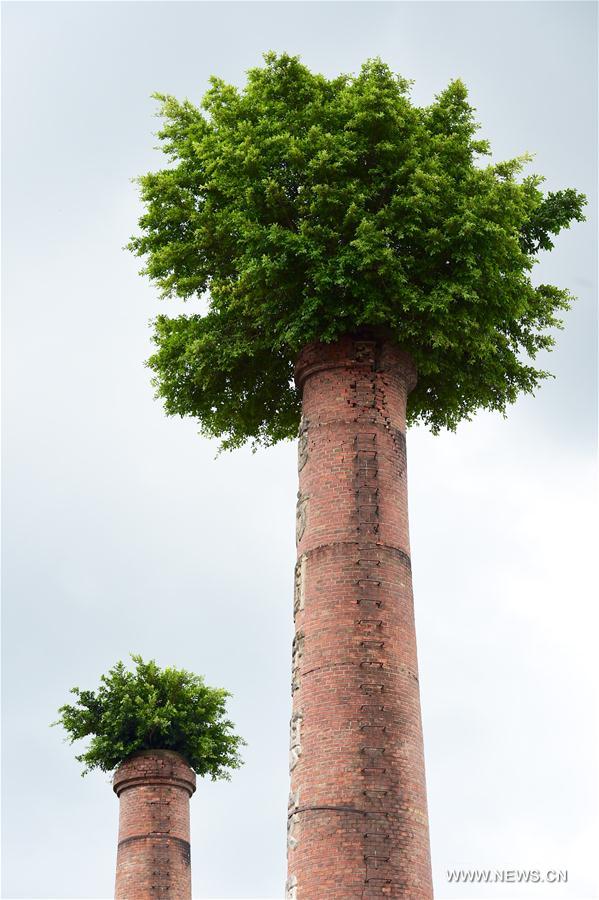 Des figuiers banians poussent sur des cheminées à Quanzhou