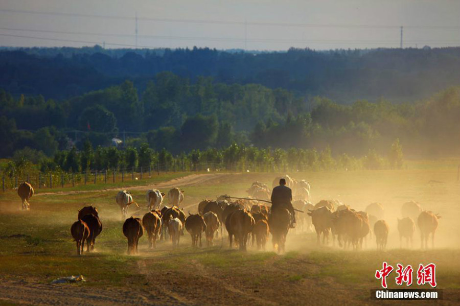 Avec son ciel bleu, son air pur, ses grandes herbes et ses troupeaux de vaches en t, le xian de Haba dans la rgion d'Alta au Xinjiang est souvent compar  un  paradis sur terre .