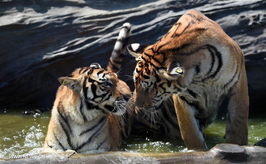 Tigres de Sibérie sous la chaleur à Harbin