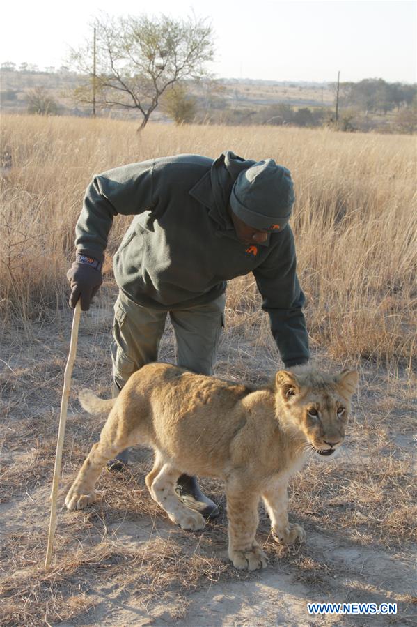 Zimbabwe : la marche avec des lions