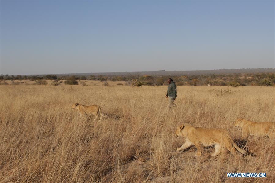 Zimbabwe : la marche avec des lions