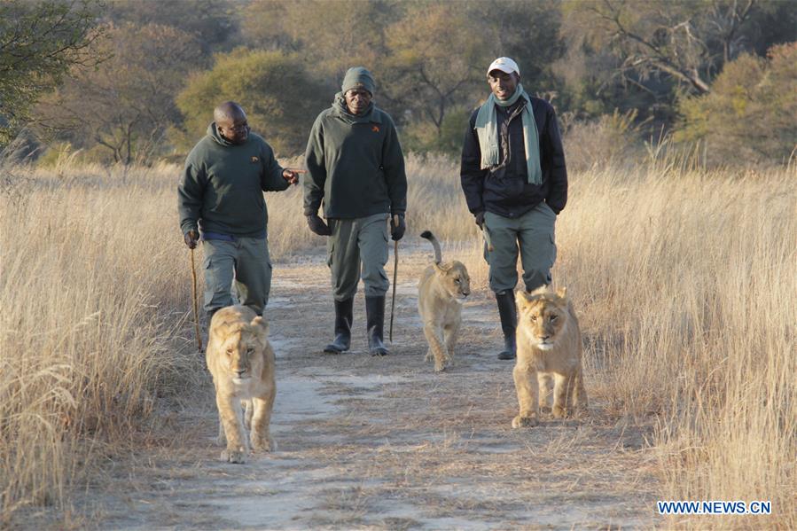 Zimbabwe : la marche avec des lions