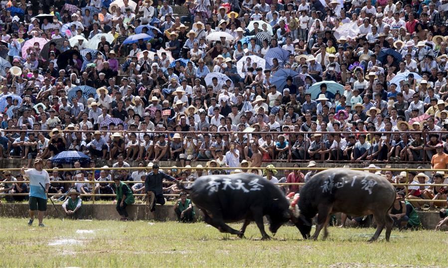 Chine : combats de taureaux au Guizhou