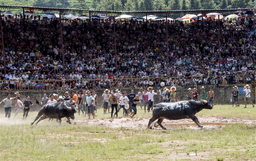 Chine : combats de taureaux au Guizhou
