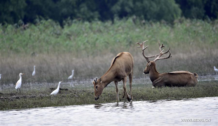 Réserve de wapitis dans le centre de la Chine