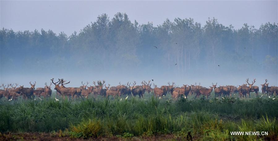 Réserve de wapitis dans le centre de la Chine