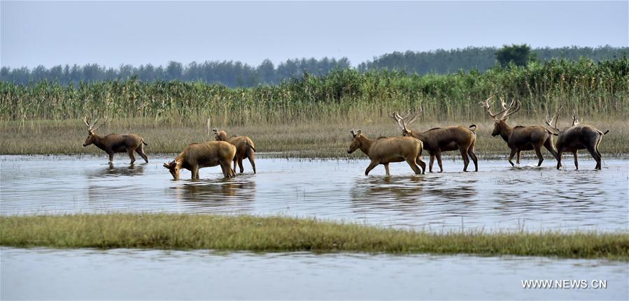 Réserve de wapitis dans le centre de la Chine