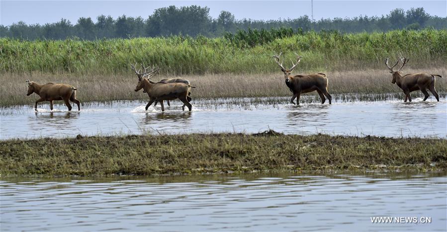 Réserve de wapitis dans le centre de la Chine