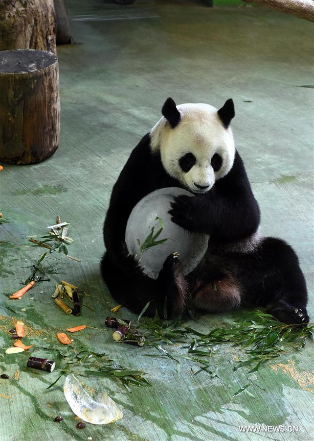 Anniversaire des pandas Yuan Yuan et Tuan Tuan
