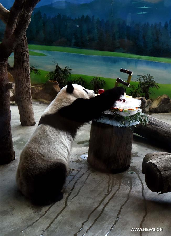 Anniversaire des pandas Yuan Yuan et Tuan Tuan