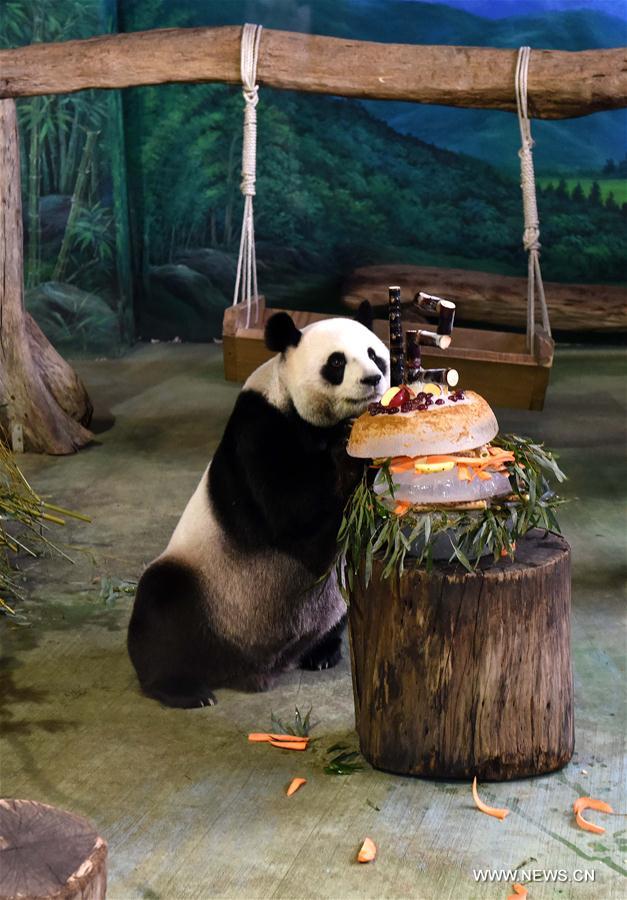 Anniversaire des pandas Yuan Yuan et Tuan Tuan