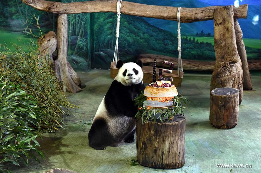 Anniversaire des pandas Yuan Yuan et Tuan Tuan