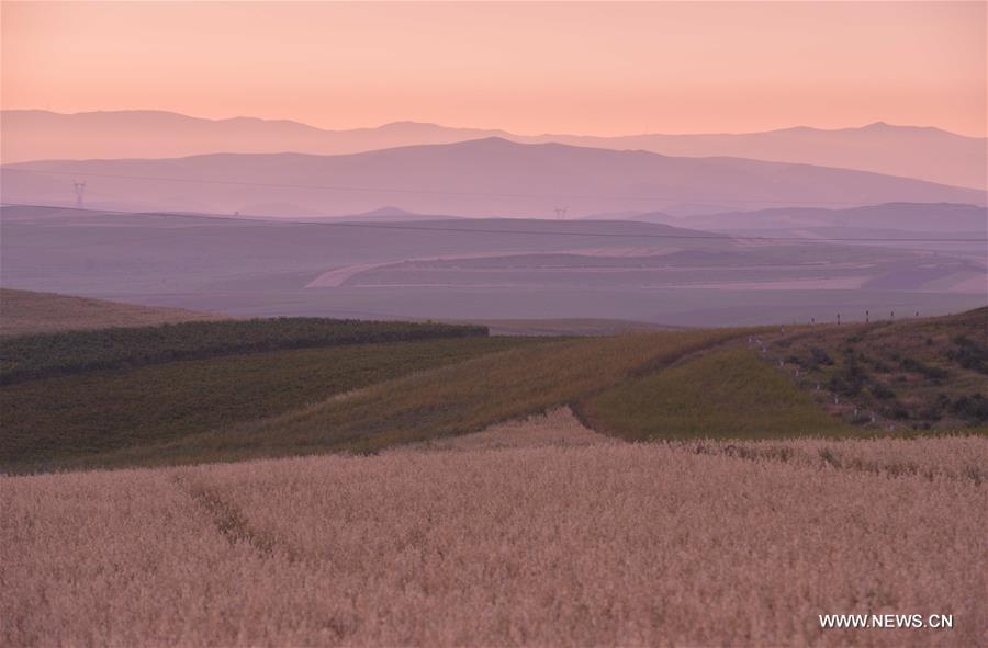 Champ d'avoine en Mongolie intérieure