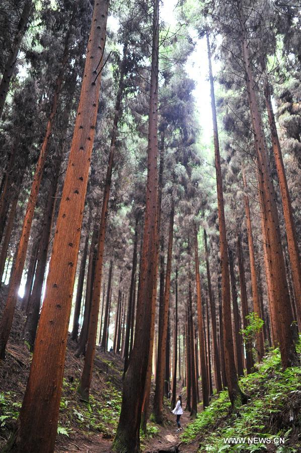 La zone touristique de la montagne Simian à Chongqing