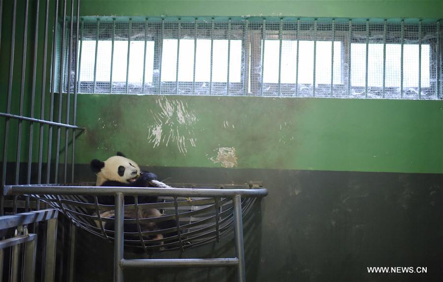 Chine : entraînement de pandas géants pour leur retour dans la nature