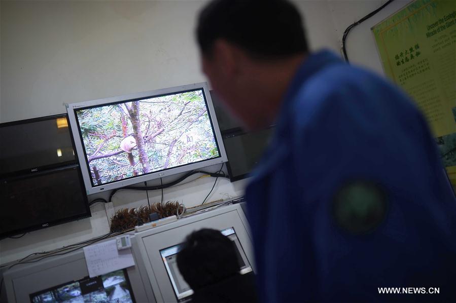 Chine : entraînement de pandas géants pour leur retour dans la nature