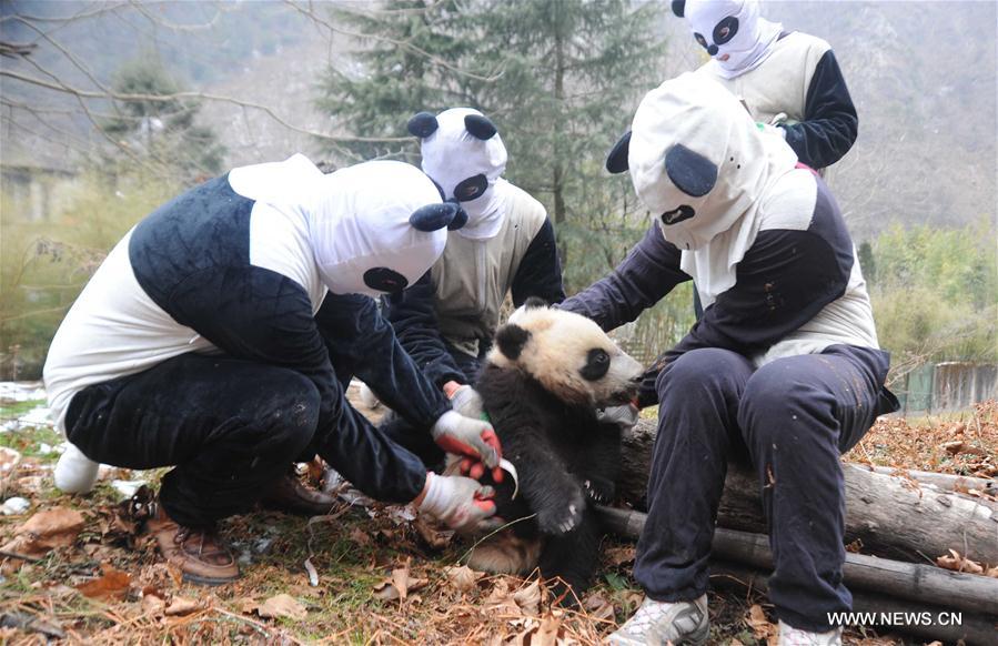 Chine : entraînement de pandas géants pour leur retour dans la nature