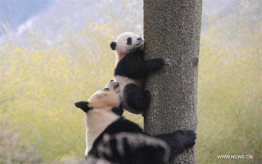 Chine : entraînement de pandas géants pour leur retour dans la nature