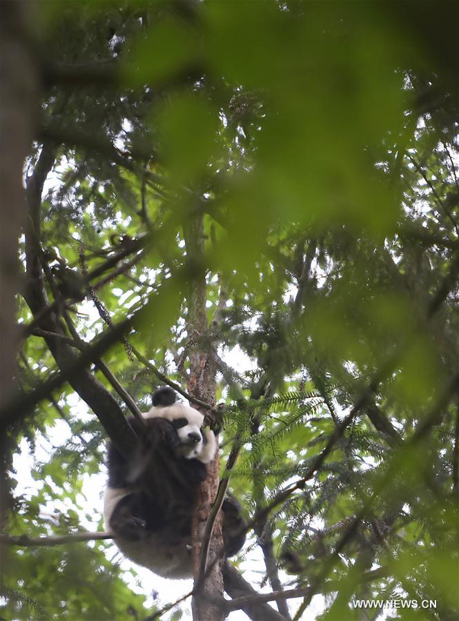 Chine : entraînement de pandas géants pour leur retour dans la nature