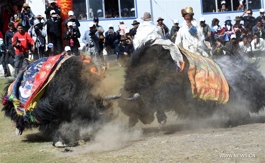 Chine : festival de combats de yaks au Tibet