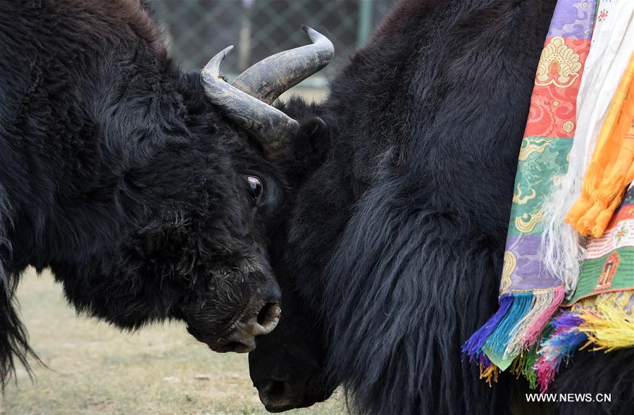 Chine : festival de combats de yaks au Tibet