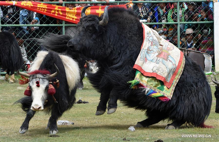 Chine : festival de combats de yaks au Tibet