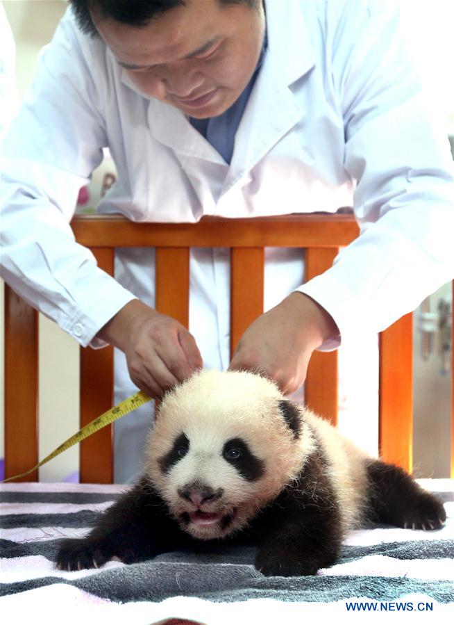 Chine : un bébé panda baptisé "cacahuète" à Shanghai